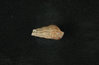 藏品(網蜷)的圖片